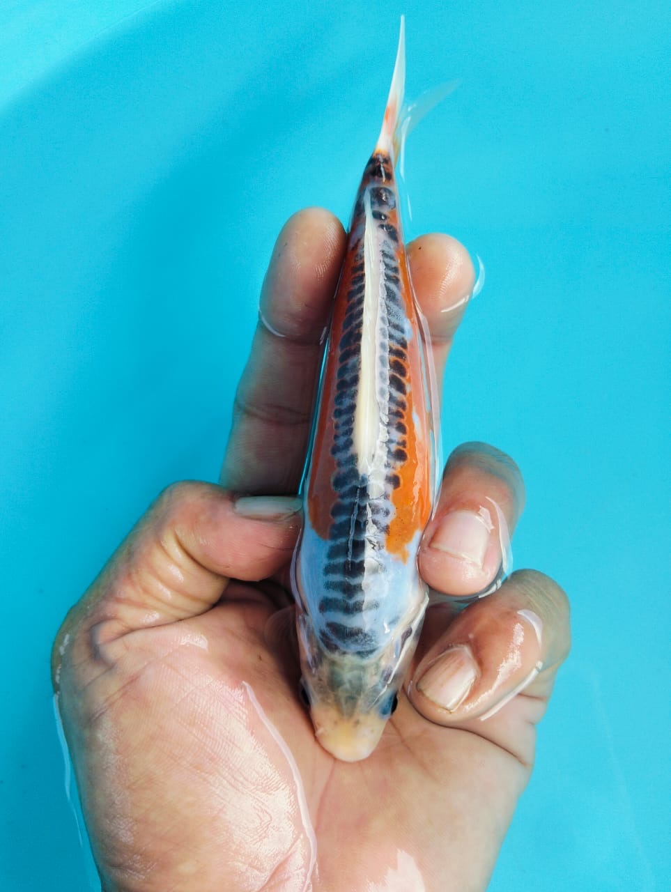 Foto Ikan
